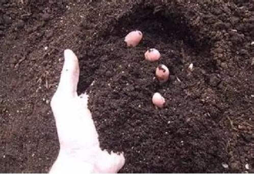 土壤修復微生物制劑