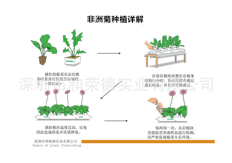 非洲菊种植