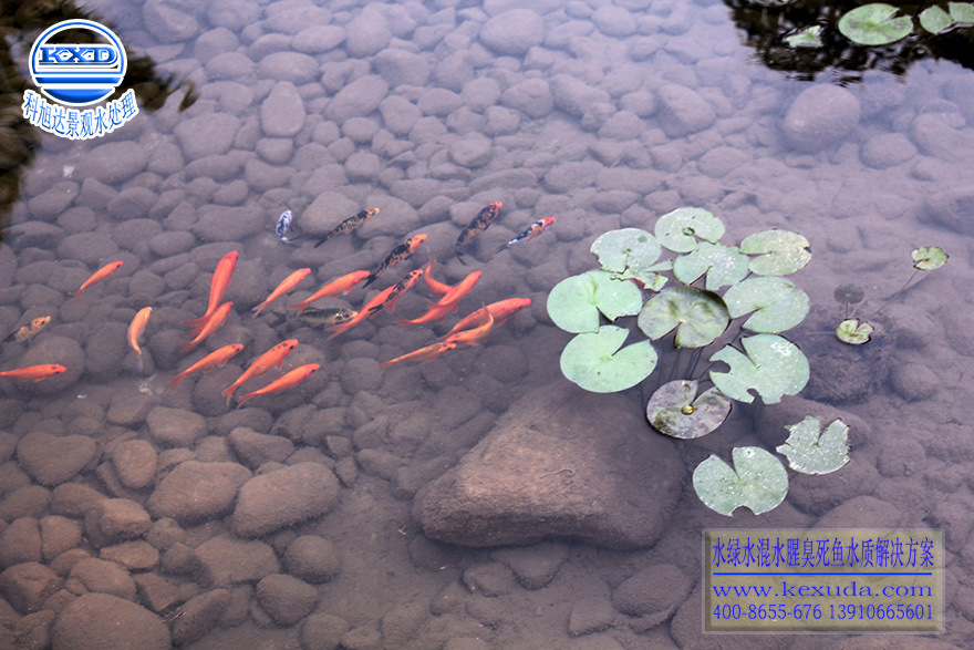 鱼池过滤器广西桂林景观鱼池水处理设备值得信赖的生物净化器