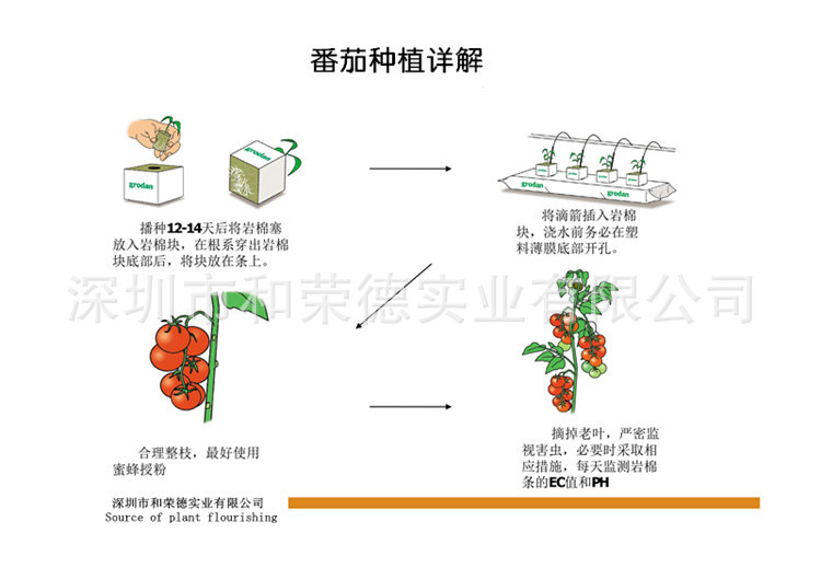 番茄种植