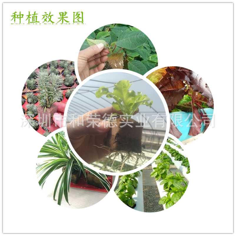 花泥基质种植效果图