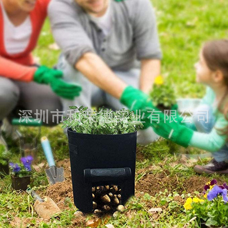 土豆袋种植效果
