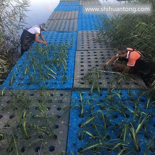 水环境生态修复水生植物浮床