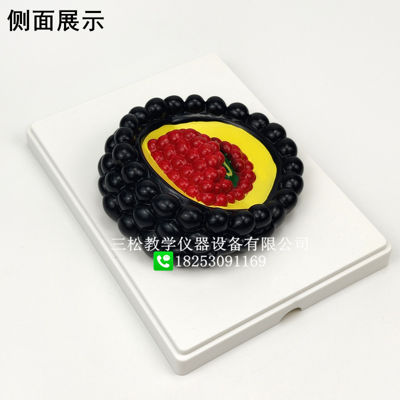 冠状病毒模型3_副本