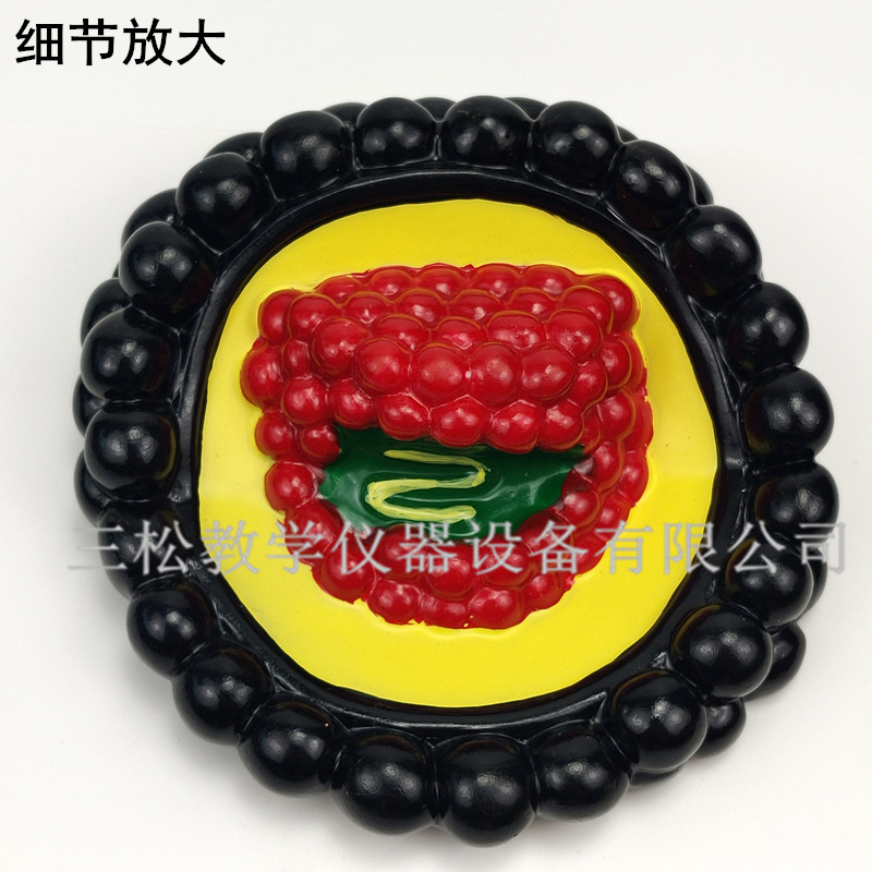 冠状病毒模型4_副本