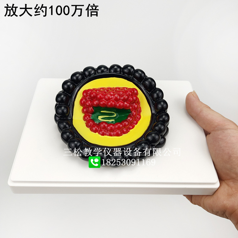 冠状病毒模型5_副本