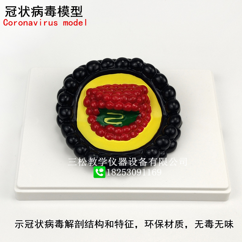 冠状病毒模型2_副本
