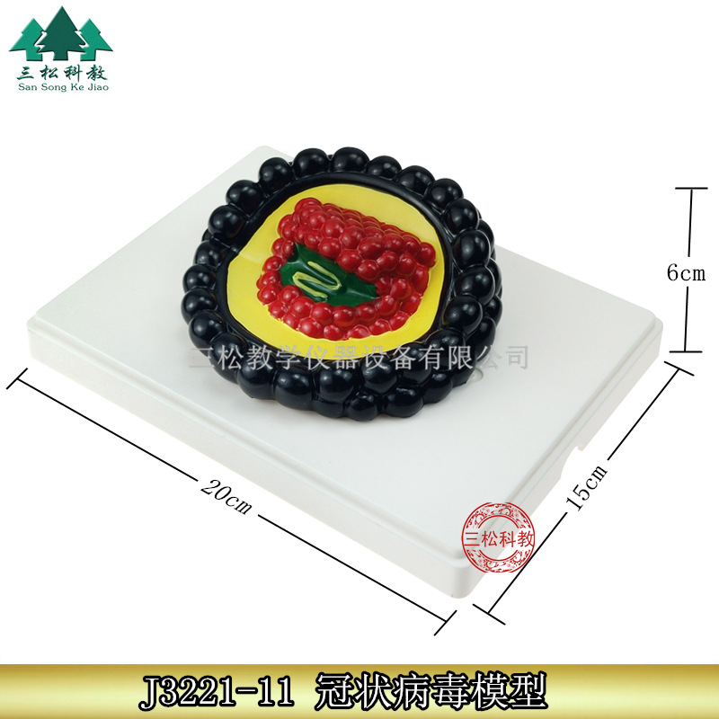 冠状病毒模型1_副本
