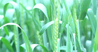 农科谷产品应用效果动画图片