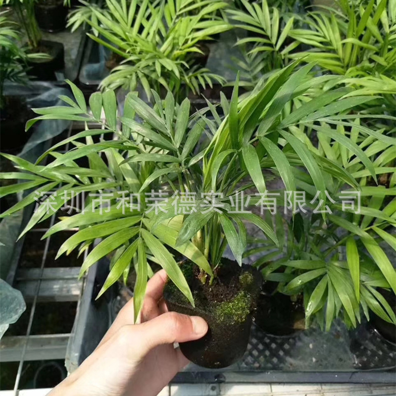 泥炭种植基质NT03