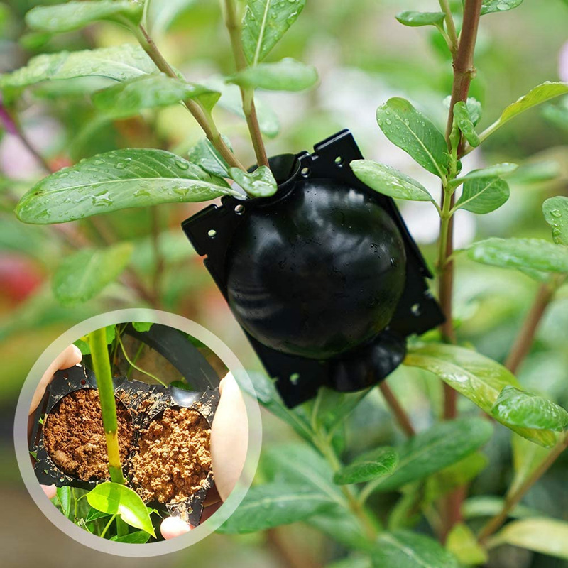 植物高压繁殖盒